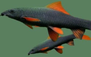 鲨鱼的寿命，一般能存活70-100年左右