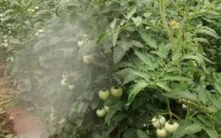 西红柿喷施叶面肥的注意事项，幼果期跟采摘期要增加喷肥次数