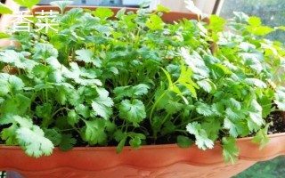 七月适合种什么菜，可以种大白菜、空心菜和香菜等