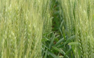 皖科421小麦种子介绍，中感/中抗白粉病