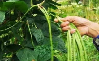 种豆角怎么施肥才能提高产量，幼苗期要追施1-2次人粪尿