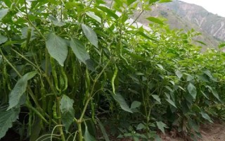 杭椒与线椒有什么区别,外观、口感、食用方法均不同