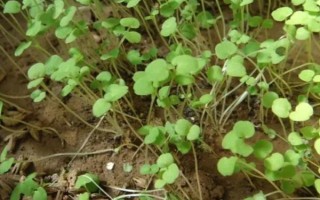 荆芥的种植管理方法,育苗间苗时可以结合松土一次