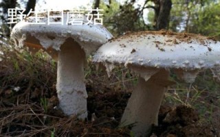 二连浩特市的特产,包括牛羊卷肉和皮囊酒等种类