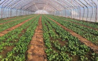 大棚蔬菜在低温寡照期的管理技术，谨记以下5点