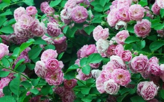 春天开哪些花，常见的有矮牵牛、杜鹃花等