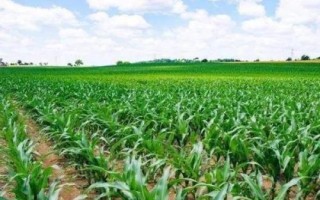 梦玉89玉米种简介,每亩追施尿素15-20千克