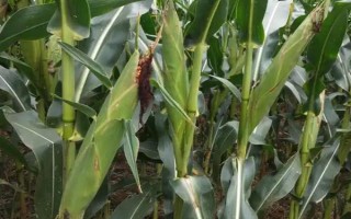 强硕68玉米品种有什么特点，出籽率达到80.5%