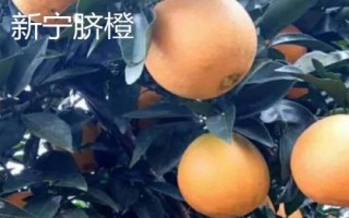 湖南省邵阳市的水果特色，崀山脐橙汁多化渣、隆回猕猴桃浓甜可口