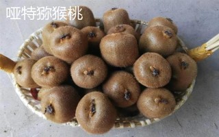 猕猴桃的名字由来，是受到猕猴的喜爱