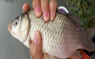 钓鲫鱼用哪些小药，麝香酒的吸引力较强