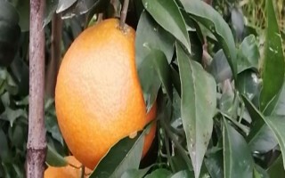 华美七号柑橘何时成熟，果实在10月中旬即成熟