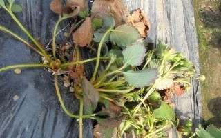 大棚草莓为什么烂果,主要原因是田间积水、发生病害