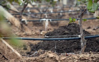 对果树使用未腐熟的有机肥有何害处,容易灼伤根系引发虫害