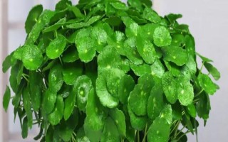 金钱草冬天会不会冻死，在北方可能会被冻死