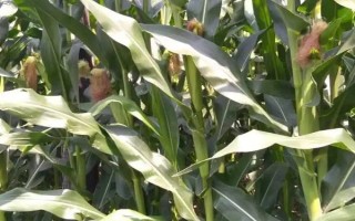 新中玉801玉米种子特点，亩植密度不宜超过3200株