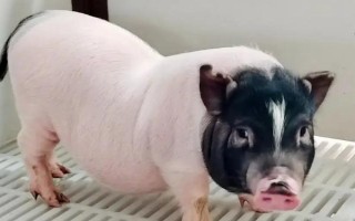 国内常见的猪品种，常见的有东北民猪、八眉猪等