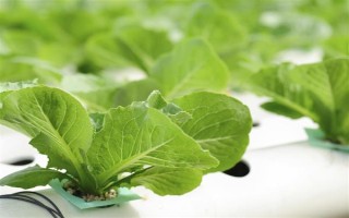 无土栽培蔬菜有哪些，常见的有番茄、苦瓜等