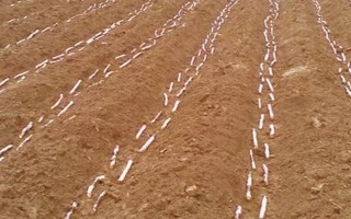 甘蔗什么时候种植，春播时间为1月底至3月中旬
