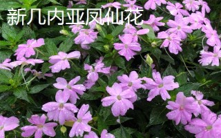 凤仙花能否养在室内，在室内养殖容易危害人体