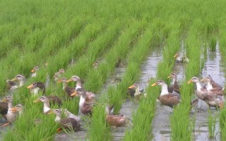 有机稻米的栽培技术，水稻种子必须干燥