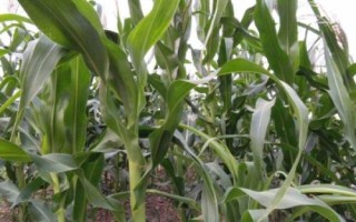 龙单246玉米种子特征特性,在适应区5月5日左右播种