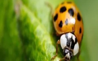 瓢虫益虫和害虫分类,害虫有二十八星瓢虫、波氏裂臀瓢虫等