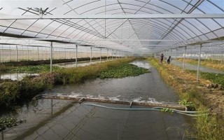 养殖10亩小龙虾的成本，大概需要13万元左右