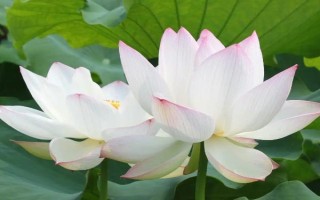 荷花是什么季节花卉，在6-9月份开放