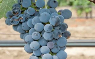 早熟的葡萄品种，常见的有夏日阳光、夏黑等