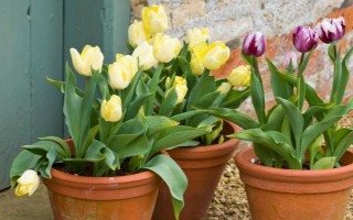 盆栽郁金香开花后的处理方法，可剪除残花并追施肥液