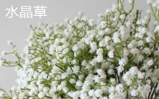 水晶草和满天星有什么区别，形态、大小和花色均不同