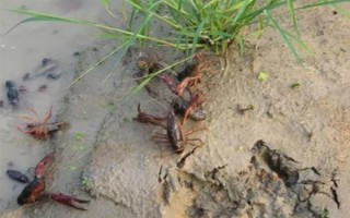 小龙虾可以卖到哪里去，小规模养殖可在菜市场销售