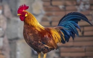 公鸡几个月会打鸣，3-4个月就会打鸣了