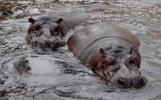 河马可以在陆地上生活吗，河马可以在陆地上生活