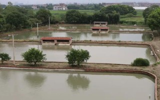 甲鱼的养殖方法，日常巡查工作很重要