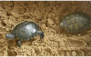 乌龟从冬眠中苏醒后怎么办，检查身体后再清洗并放入水中