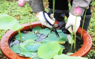 莲花的养殖方法，每天的晒光时长要超过7小时