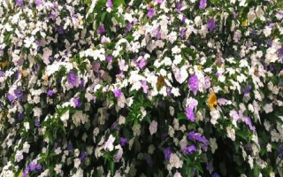 鸳鸯茉莉简介，属于多年生常绿小灌木