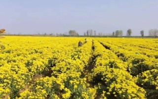 菊花的种植时间，取决于繁殖方法