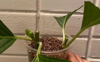 怎样扦插绣球容易成活,在春季4到6月进行为佳