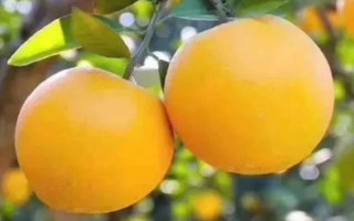 优质脐橙的特点，表现为橙黄光滑且体积大等