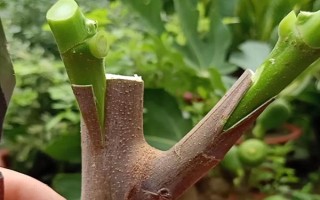 成活率高的嫁接方法，有芽接法、劈接法、插皮接法等
