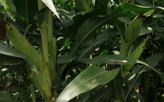 F2817玉米种子介绍,中早熟品种