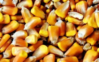 有哪些生产玉米种的企业,荃银高科集种子研发、生产等业务于一体