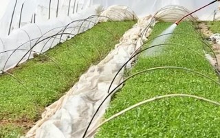 温室大棚蔬菜冬季浇水注意事项，要坚持做到膜下暗灌