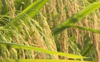 什么是再生稻，是指种一茬收获两次的水稻