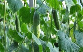 黄瓜的种植条件要求,喜欢生长在温暖的环境