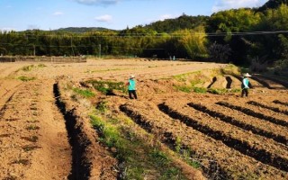 藿香怎么种植，可以春播也可秋播