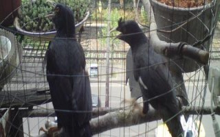 八哥鸟的饲养方法,选择易驯的头窝幼鸟为佳